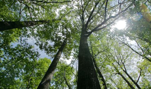 Photo #48 of SOLD property in off Windley Rd, Washington, NC 102.0 acres