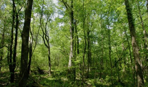Photo #49 of SOLD property in off Windley Rd, Washington, NC 102.0 acres