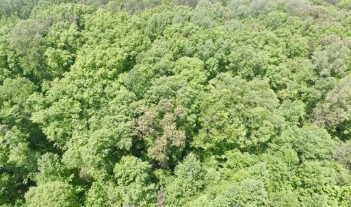 Photo #15 of SOLD property in Off Christanna Hwy, Lawrenceville, VA 13.2 acres