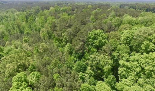 Photo #17 of SOLD property in Off Christanna Hwy, Lawrenceville, VA 13.2 acres