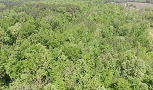 Photo #4 of SOLD property in Off Christanna Hwy, Lawrenceville, VA 13.2 acres
