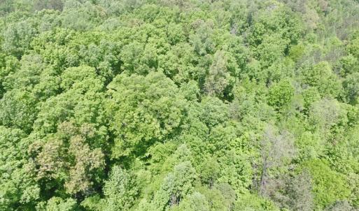 Photo #7 of SOLD property in Off Christanna Hwy, Lawrenceville, VA 13.2 acres