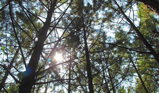 Photo #4 of SOLD property in Lot 1 Warrique Rd, Ivor, VA 3.0 acres