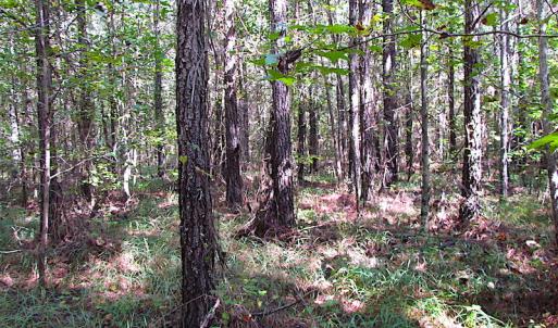 Photo #5 of SOLD property in Lot 1 Warrique Rd, Ivor, VA 3.0 acres