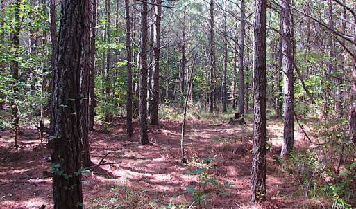 Photo #6 of SOLD property in Lot 1 Warrique Rd, Ivor, VA 3.0 acres