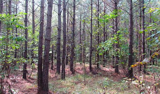Photo #7 of SOLD property in Lot 1 Warrique Rd, Ivor, VA 3.0 acres