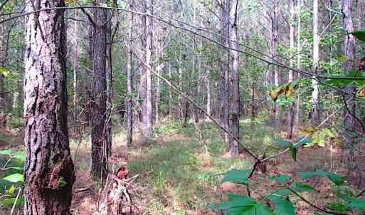 Photo #9 of SOLD property in Lot 1 Warrique Rd, Ivor, VA 3.0 acres
