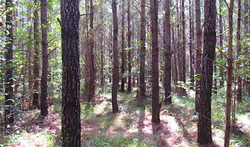 Photo #10 of SOLD property in Lot 1 Warrique Rd, Ivor, VA 3.0 acres