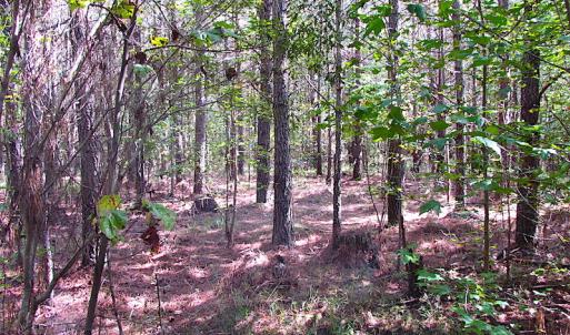 Photo #11 of SOLD property in Lot 1 Warrique Rd, Ivor, VA 3.0 acres