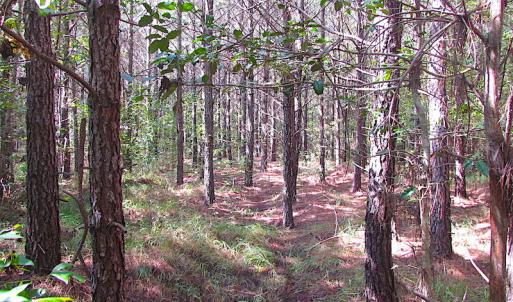 Photo #14 of SOLD property in Lot 1 Warrique Rd, Ivor, VA 3.0 acres