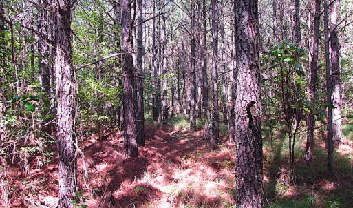 Photo #15 of SOLD property in Lot 1 Warrique Rd, Ivor, VA 3.0 acres