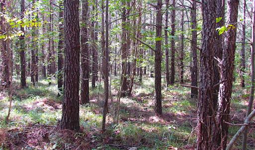 Photo #16 of SOLD property in Lot 1 Warrique Rd, Ivor, VA 3.0 acres