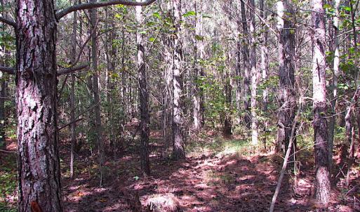 Photo #18 of SOLD property in Lot 1 Warrique Rd, Ivor, VA 3.0 acres