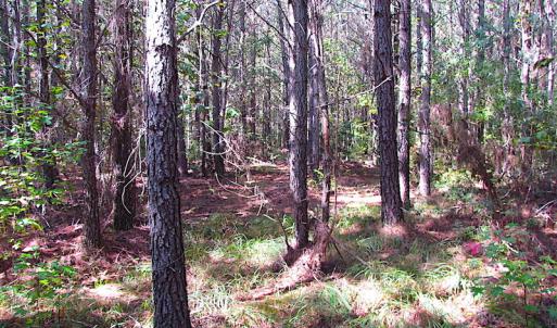 Photo #20 of SOLD property in Lot 1 Warrique Rd, Ivor, VA 3.0 acres