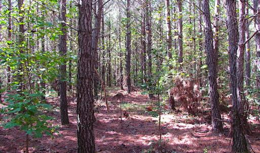 Photo #21 of SOLD property in Lot 1 Warrique Rd, Ivor, VA 3.0 acres