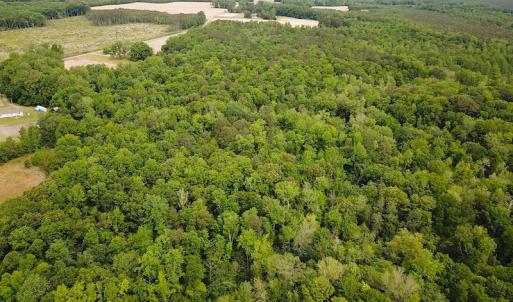 Photo #11 of SOLD property in Off Sunbeam Road, Franklin, VA 52.0 acres