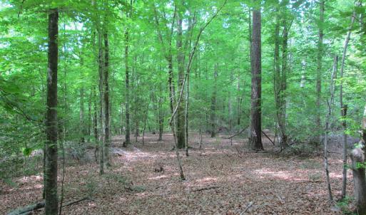 Photo #17 of SOLD property in Off Sunbeam Road, Franklin, VA 52.0 acres