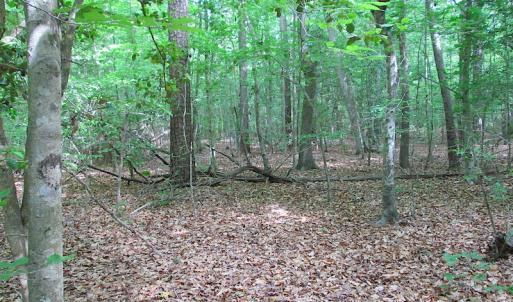 Photo #18 of SOLD property in Off Sunbeam Road, Franklin, VA 52.0 acres