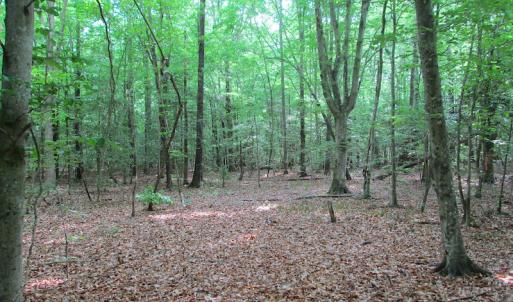 Photo #19 of SOLD property in Off Sunbeam Road, Franklin, VA 52.0 acres