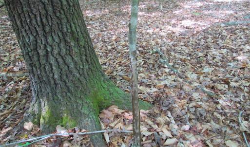 Photo #22 of SOLD property in Off Sunbeam Road, Franklin, VA 52.0 acres