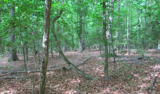 Photo #23 of SOLD property in Off Sunbeam Road, Franklin, VA 52.0 acres