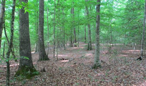 Photo #24 of SOLD property in Off Sunbeam Road, Franklin, VA 52.0 acres