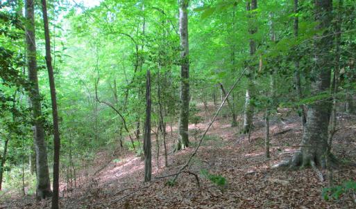 Photo #25 of SOLD property in Off Sunbeam Road, Franklin, VA 52.0 acres