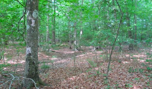 Photo #27 of SOLD property in Off Sunbeam Road, Franklin, VA 52.0 acres