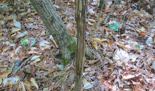 Photo #30 of SOLD property in Off Sunbeam Road, Franklin, VA 52.0 acres