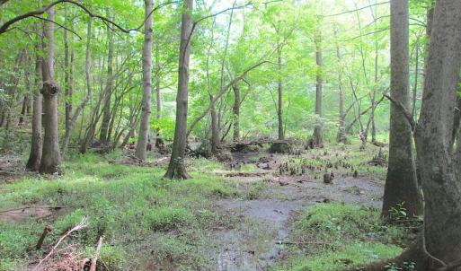 Photo #31 of SOLD property in Off Sunbeam Road, Franklin, VA 52.0 acres