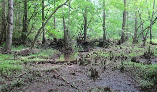 Photo #34 of SOLD property in Off Sunbeam Road, Franklin, VA 52.0 acres
