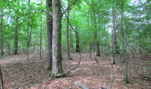 Photo #35 of SOLD property in Off Sunbeam Road, Franklin, VA 52.0 acres