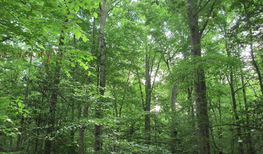 Photo #36 of SOLD property in Off Sunbeam Road, Franklin, VA 52.0 acres
