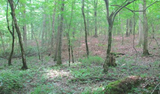 Photo #39 of SOLD property in Off Sunbeam Road, Franklin, VA 52.0 acres