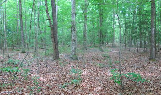 Photo #41 of SOLD property in Off Sunbeam Road, Franklin, VA 52.0 acres