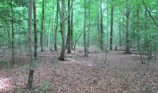 Photo #42 of SOLD property in Off Sunbeam Road, Franklin, VA 52.0 acres