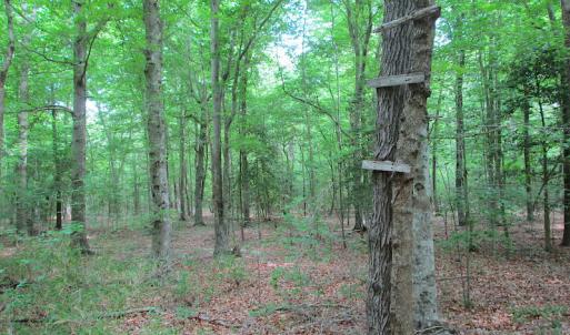 Photo #43 of SOLD property in Off Sunbeam Road, Franklin, VA 52.0 acres