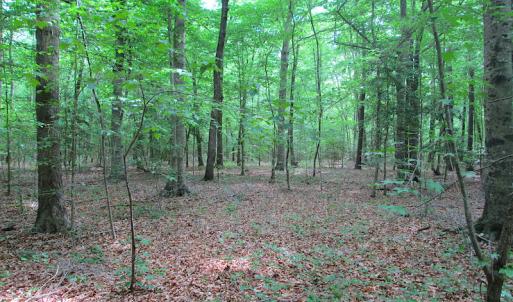 Photo #44 of SOLD property in Off Sunbeam Road, Franklin, VA 52.0 acres