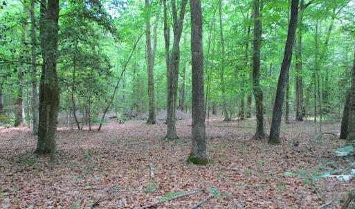 Photo #45 of SOLD property in Off Sunbeam Road, Franklin, VA 52.0 acres