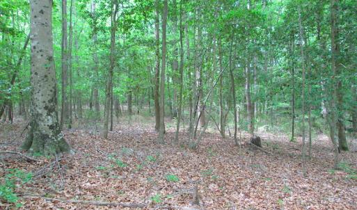 Photo #47 of SOLD property in Off Sunbeam Road, Franklin, VA 52.0 acres