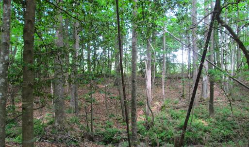 Photo #48 of SOLD property in Off Sunbeam Road, Franklin, VA 52.0 acres