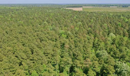 Photo #5 of SOLD property in 428 Batt's Island Road, Edenton, NC 22.0 acres