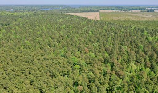 Photo #6 of SOLD property in 428 Batt's Island Road, Edenton, NC 22.0 acres