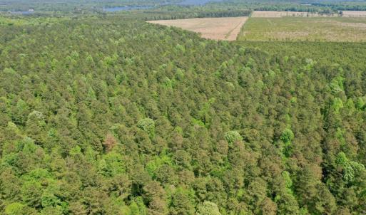 Photo #7 of SOLD property in 428 Batt's Island Road, Edenton, NC 22.0 acres