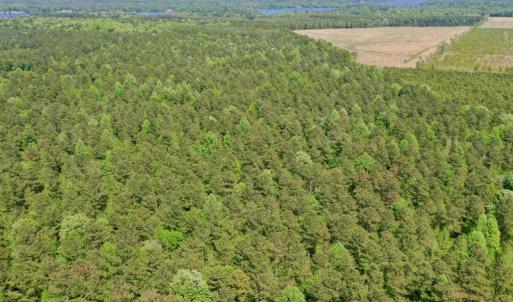 Photo #8 of SOLD property in 428 Batt's Island Road, Edenton, NC 22.0 acres