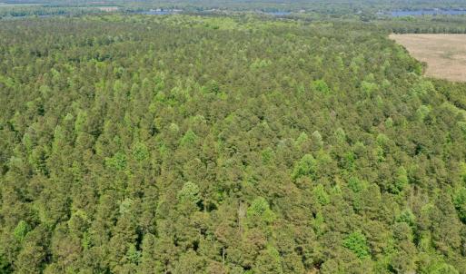 Photo #9 of SOLD property in 428 Batt's Island Road, Edenton, NC 22.0 acres