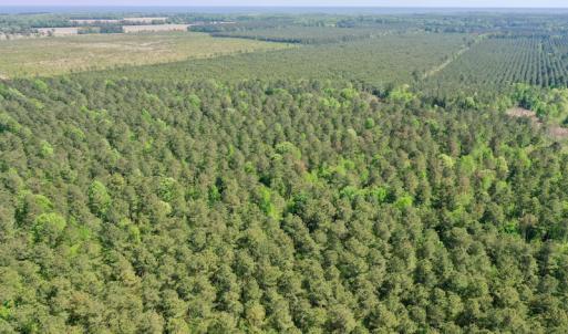 Photo #19 of SOLD property in 428 Batt's Island Road, Edenton, NC 22.0 acres