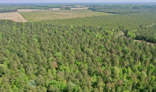 Photo #20 of SOLD property in 428 Batt's Island Road, Edenton, NC 22.0 acres