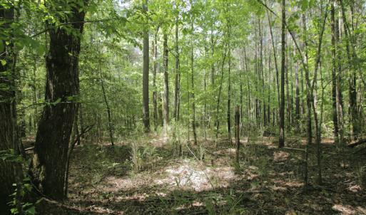 Photo #32 of SOLD property in 428 Batt's Island Road, Edenton, NC 22.0 acres