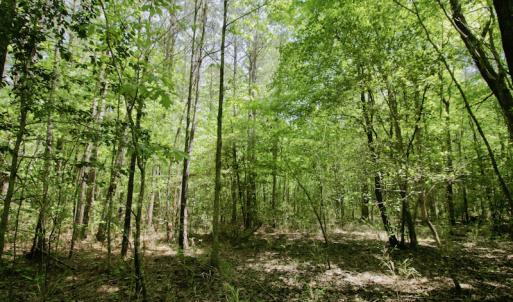 Photo #33 of SOLD property in 428 Batt's Island Road, Edenton, NC 22.0 acres